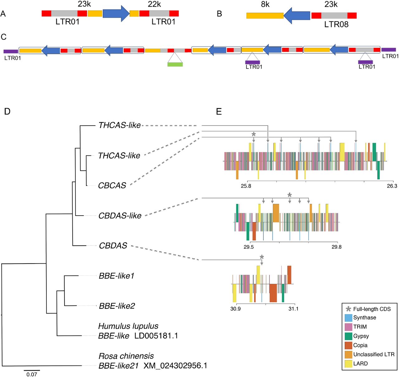 Cannabinoid synthase genes are located in tandemly repeated cassettes.Genes (blue) are clustered among long terminal repeats (LTR) colored as follows: LTR ends (10) LTR body (grey), unclassified LTR (orange), LTR01 remnants (purple), and an unclassified LTR fragment (green). The synthase gene cluster at 26Mbp includes seven copies of a cassette (A) ranging 38-84 kb in length and flanked by a pair of LTR01. Synthase genes at 29 Mbp are located in a different cassette (B) ranging 28-57 kb in length and having a single LTR08 upstream. (C) The entire 29 Mbp synthase gene cluster is flanked by LTR01 and the third cassette is interrupted by an LTR01 remnant. (D) CBDRx cannabinoid synthase gene tree rooted with closely related berberine bridge enzyme (BBE-like) sequences from rose (Rosa), hops (Humulus) and CBDRx. CBDRx sequences >97% similar are collapsed at the tips of the tree. (E) Functionally annotated maps of the cannabinoid synthase gene clusters in CBDRx. Genes in each of the three regions identified in Fig 2 are located in highly repetitive regions that include terminal repeat retrotransposons in miniature (TRIM), large retrotransposon derivatives (LARD), Gypsy, Copia and other unclassified long terminal repeats (LTR).