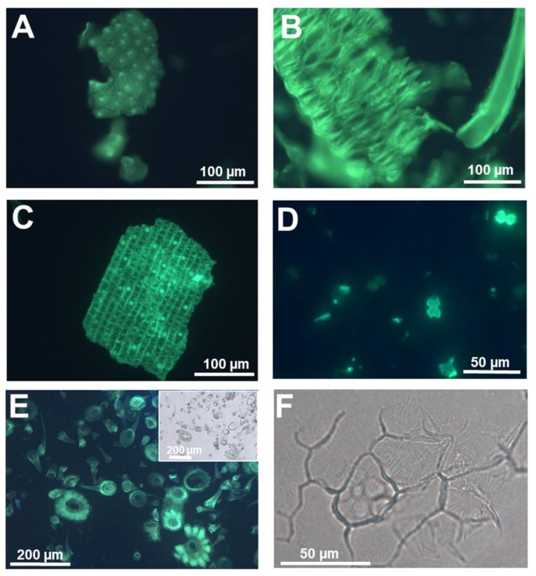 Silica extracted from a silicifier (Oryza sativa L.) and non-silicifier (Cannabis sativa L.) (A) Silica stained with PDMPO and extracted from rice seedlings at the 4th leaf stage. Punctate silicified warts are present on the surface. (B) Silica stained with PDMPO and extracted from rice seedlings at the 3rd leaf stage. The feathery elements are likely whiskers on the surface of husks. (C) Silica from rice leaf epidermis showing silicified papillae, nodules and interlocking sinuate pattern of the epidermal cell walls. (D) Silica and bulliform cells from rice leaf epidermis. (E) PDMPO staining of silica collected following acid and microwave digestion of hemp leaves and showing trichomes with/without basal cells. Inset: differential interference contrast image. (F) Differential interference contrast image of silica extracted from hemp leaves and showing a group of epidermal cells with details of the waxy wrinkles on the surface. Images were taken using an Olympus BX50 fluorescence microscope.