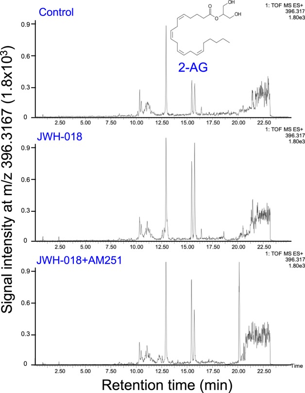 Selected ion monitoring of 2-AG in the hippocampus of C57BL/6J mouse. Selected ion monitoring at m/z 396.3117 for the determination of the hippocampus content of 2-AG. As 2-AG undergoes isomerization to 1-AG arising from acyl group migration during sample workup, the peak areas of both isomers were combined for 2-AG quantitation. 2-AG and 1(3)-AG (retention times 15.44 and 15.74 min, respectively). (A) Control hippocampus extract; (B) hippocampus extract from JWH-018-treated mice; (C) hippocampus extract from JWH-018- and AM251-treated mice. One of the representative data of each group is shown.