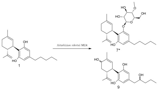 Biotransformation of CBD 1 by M. robertsii MU4; * Previously undescribed compound.