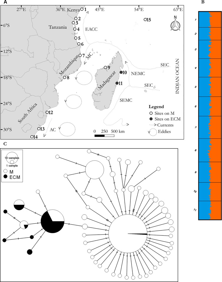 A. Map of the East African coast showing sample sites. SEC = South Equatorial Current, EACC = East African Coast Current, MC = Mozambique Current, NEMC = Northeast Madagascar Current, SEMC = Southeast Madagascar Current, AC = Agulhas Current. Main ocean currents were drawn according to [31]. B. Bar charts showing the likelihood of individual genotypes of belonging to different groups inferred by STRUCTURE analysis. C. Haplotype network of partial cytochrome oxidase subunit I sequences. Each circle represents a haplotype. Size of each circle is proportional to the number of individuals carrying each haplotype. The central haplotype represents 109 sequences. Hatch marks = mutations. EA = sites on mainland East Africa, West coast of Madagascar, and Seychelles. ECM = East Coast of Madagascar.