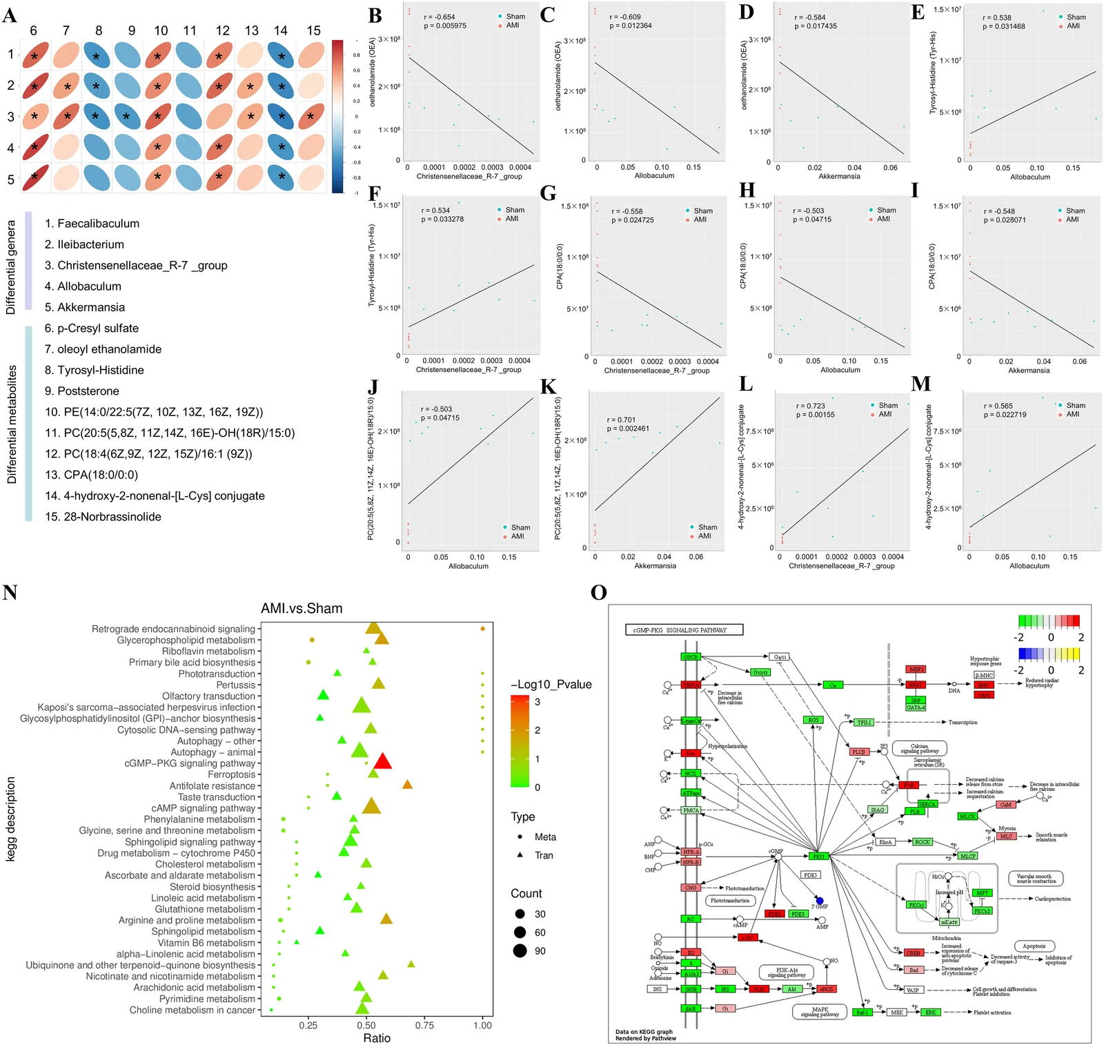 Panel A displays a color-coded correlation matrix of differential genera and metabolites, labeled numerically with a legend. Panels B to M present scatter plots comparing metabolite levels and genus abundance in Sham and AMI groups, with regression lines and statistical values. Panel N features a dot plot of KEGG pathway enrichment between AMI and Sham, with triangle and circle markers color-coded by significance and sized by count. Panel O shows a KEGG pathway diagram with boxes shaded in red and green, denoting expression changes mapped to the oxidative phosphorylation pathway.