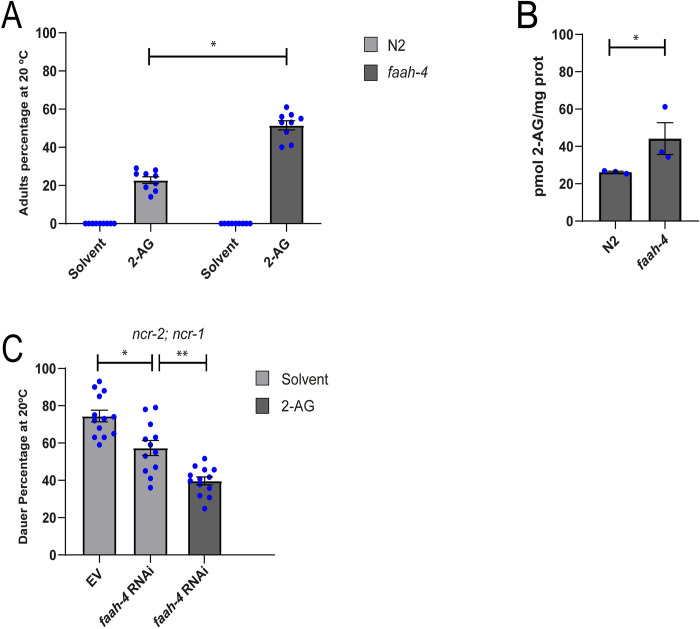 FAAH-4 is involved in cholesterol mobilization by 2-AG.(A) Wild type and faah-4 animals grown for two generations in the absence of cholesterol at 20°C arrest as L2*. Feeding with 2-AG (50 μg/ml) increases the formation of adults in faah-4 animals compared with N2 animals. All Pairwise are Multiple Comparison Procedures (Dunn’s Method), *p < 0.05. All values are from n = 3 independent experiments are shown as Mean ± SEM. (B) Intracellular levels of 2-AG are elevated in faah-4 animals. T-test, *p < 0.005. All values are from n = 3 independent experiments shown as Mean ± SEM. (C) faah-4 RNAi reduces the dauer formation of strain ncr-2; ncr-1 and enhances the ability of low concentrations of 2-AG (10 μM) to suppress the daf-c phenotype of these animals. All Pairwise are Multiple Comparison Procedures (Holm-Sidak method), *p < 0.002, **p < 0.001. All values are from n ≥ 3 independent experiments are shown as Mean ± SEM. N2 is the C. elegans wild-type strain.