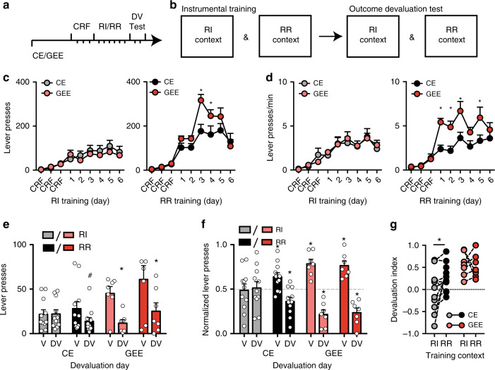 Gestational ethanol exposure (GEE) disrupts cognitive function.a Schematic diagram of experimental time course. At 2–3 months of age a subset of mice was used for instrumental training (continuous reinforcement schedules (CRF), training under random interval (RI) and random ratio (RR) schedules, and outcome devaluation (DV) tests). b Schematic of instrumental training. Mice were trained each day in two separate operant chambers that were distinguished by contextual cues denoting either RI or RR schedules. Outcome devaluation testing occurred across two consecutive days (the valued day and devalued day), with testing occurring in each context. c Lever presses and d response rate during RI and RR schedule training for CE and GEE mice. e Lever presses and f normalized lever-pressing in RI and RR trained contexts during outcome devaluation testing in Valued (V) and Devalued (DV) states. g Devaluation index of individual mice tested under RI and RR contexts. Error bars equal ± SEM, Repeated measures ANOVA Bonferroni corrected *p < 0.05, #p < 0.06.