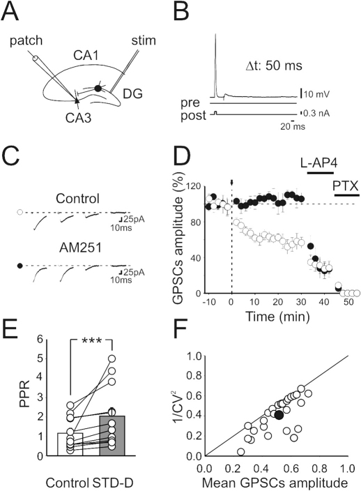 STD-LTD requires the activation of CB1 receptors.(A) Schematic representation of the experimental design. (B) The stimulation of granule cells in the dentate gyrus followed the postsynaptic spike by 50 ms. (C) MF-GPSCs evoked before, after pairing, after addition of L-AP4 or L-AP4 plus picrotoxin (PTX), in the absence (Control) or in the presence of AM251 (each trace is the average of 30–60 trials including failures). (D) Mean GPSCs amplitude (before and after pairing, arrows at time 0) is plotted against time. Open circles: control (n = 44); closed circles: in the presence of AM251(n = 12); vertical bars are SEM. (E) Paired-pulse ratio measured before (Control) and after pairing in neurons exhibiting LTD (grey STD-D; n = 12). ***p<0.001. (F) Plot of 1/CV2 versus GPSCs amplitude measured after LTD induction and normalized to respective controls. The closed circle indicate the mean (SEM is within the symbols).