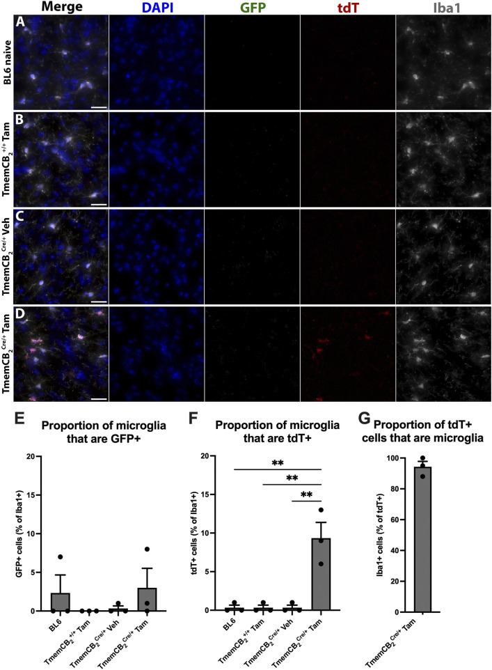 Fluorescent microscopy images and bar graphs detail the proportions of Iba1+ microglia expressing GFP or tdT across experimental conditions. Panels A-D show images of brain tissue under different conditions, labeled for DAPI (blue), GFP (green), tdT (red), and Iba1 (white). Panels E-G provide bar graphs quantifying the percentage of microglia that are GFP-positive or tdT-positive (as a subset of Iba1-positive), and vice versa. Significant differences are indicated in the graphs.