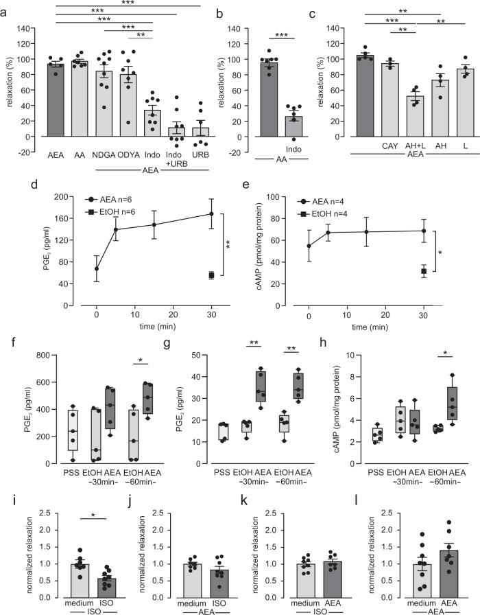 AEA induces airway relaxation by cyclooxydase (COX)-dependent prostaglandin E2 (PGE2) and cAMP generation.a Statistical analysis of airway tone in tracheal rings from C57BL/6J mice indicates that AEA (10 µM, n = 5)-dependent airway relaxation is mediated via arachidonic acid (AA) and COX-dependent metabolites; arachidonic acid (AA, 10 µM, n = 7), nordihydroguaiaretic acid (NDGA, 10 µM; n = 9), 17-octadecynoic acid (ODYA, 1 µM, n = 8), indomethacin (Indo, 10 µM, n = 8), and Indo+URB597 (n = 8). Note that data for URB (n = 6) are taken from Fig. 1c. All results were derived from independent samples. One-way ANOVA, Tukey’s post hoc test (AEA vs URB ***p = 1.6 × 10−6; AEA vs Indo+URB ***p = 4.4 × 10−7; AEA vs Indo ***p = 2.3 × 10−4; NDGA vs Indo ***p = 2.5 × 10−4; ODYA vs Indo **p = 0.0014). b Statistical analysis of airway tone in tracheal rings from C57BL/6J mice demonstrates strong inhibition of AA-dependent relaxation by Indo (AA, n = 7; Indo n = 6, independent samples). Unpaired two-tailed Student’s t test ***p = 1.4 × 10−6. c Statistical analysis of airway tone in tracheal rings from C57BL/6J mice reveals that AEA-induced airway relaxation is dependent on EP2 and EP4 receptors, AEA (n = 5), CAY10441 (CAY, 3 µM, n = 3), AH + L (n = 4), AH6809 (AH, 10 µM, n = 4), and L161,982 (L, 2 µM, n = 4). Results were derived from independent samples. One way ANOVA, Tukey’s post hoc test (AEA vs AH **p = 0.0047; AEA vs AH + L ***p = 3.2 × 10−5; CAY vs AH + L **p = 0.0014; AH + L vs L **p = 0.0035. d AEA evokes PGE2 production in the supernatant of trachea (C57BL/6J mice, n = 6 independent samples) in a time-dependent manner. Unpaired two-tailed t test with Welch correction **p = 0.0079. e AEA induces cAMP production in tracheal tissue from C57BL/6J mice (n = 4 independent samples) in a time-dependent manner. Unpaired two-tailed Student’s t test *p = 0.022. f AEA increases PGE2 production in the supernatant of human tracheal epithelial cells (hTEPC) after 60 min (n = 5 independent samples). Two way ANOVA, Bonferroni’s post hoc test *p = 0.037. Values are expressed as box and whiskers plot, with boxes indicating the Q1 and Q3 ranges, center line representing the median and whiskers as minimum and maximum values. g AEA increases PGE2 production in human airway smooth muscle cells (hASMC) after 30 and 60 min (n = 5 independent samples). Two way ANOVA, Bonferroni’s post hoc test (30 min: **p = 3.5 × 10−5, 60 min: **p = 7.1 × 10−5. Values are expressed as box and whiskers plot, with boxes indicating the Q1 and Q3 ranges, center line representing the median and whiskers as minimum and maximum values. h AEA increases cAMP production in hASMC after 60 min (n = 5 independent samples). Two way ANOVA, Bonferroni’s post hoc test *p = 0.012. Values are expressed as box and whiskers plot, with boxes indicating the Q1 and Q3 ranges, center line representing the median and whiskers as minimum and maximum values. i–l Statistical analysis of airway relaxation by isoprenaline (ISO, 10 µM) (i, k) or AEA (10 µM) (j, l) after long-term treatment of tracheal rings from C57BL/6J mice with medium (left bar, n = 7 (i, j), n = 8 (k, l)), ISO (right bar, n = 8 (i, j)) or AEA (right bar, n = 7 (k, l)) reveals that prolonged ISO incubation reduces ISO-dependent but not AEA-dependent relaxation while AEA incubation has no effect. Unpaired two-tailed Student’s t test *p = 0.012 (I). a–e, i–l Data are presented as mean values ± SEM. Source data are provided as a Source Data file.