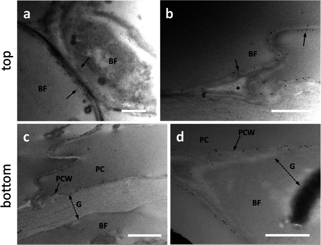 Distribution of the epitope recognized by the antibody LM5 directed against galactans in the top (a–b) and bottom internodes (c–d) of nettle stem. a Bast fibers (BF) at the beginning of the differentiation process. The LM5 antibody signal can be detected between the cytoplasm and the cell wall (arrows). Bar: 1000 nm. b A detail of bast fibers (BF) being formed. Arrows indicate the location of the antigen at the boundary between cytoplasm and cell wall. The signal is absent in intercellular spaces (asterisk). Bar: 500 nm. c A bast fiber (BF) at the bottom internode next to a parenchyma cell (PC) whose primary cell wall (PCW) is labeled. The thick G-layer of bast fibers, indicated by the double dashed arrow, is devoid of LM5 signal. Bar: 1000 nm. d Another example of bast fiber (BF) with no signal in the thick G-layer (double dashed arrow). The signal is intense in the primary cell wall (PCW, arrow) of the adjacent parenchyma cell (PC). Bar: 500 nm