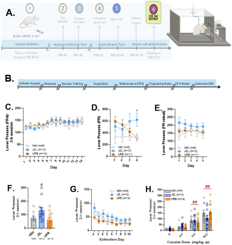 Effects of adolescent JZL184, URB597, and vehicle administration on cocaine self-administration, seeking, and reinstatement in adult rats.Rats were implanted with venous catheters and tested for cocaine self-administration, seeking, and cocaine-primed reinstatement during adulthood (6A), the time-course for surgery, recovery, training, and testing is shown in 6B. Responding across 14 days of fixed ratio 4 (FR4) self-administration did not differ across adolescent treatment groups (6C). When rats were tested under progressive ratio (PR) conditions (6D), a significant treatment × SA day interaction was found (F6,32= 3.482; p = 0.009). On the final day of testing, PR responding was significantly increased in JZL184 (JZL) treated rats relative to URB597 (URB) treated rats or vehicle (VEH) controls (*p≤0.05; Tukey’s HSD). When rats were subsequently retested for FR testing over a 5-day period (6E), statistically significant differences were once again no longer observed. When rats were tested for seeking (i.e., on extinction day one; 6F), a significant effect of drug treatment was found (F2, 32=4.785, p=.015), Responding in JZL rats was significantly increased relative to URB rats (#p=.016; Tukey’s HSD) but not VEH controls (p=.077). Differences were not found during extinction days 2–9 (6G). When rats were tested for cocaine-primed reinstatement (6E) an overall effect of dose was observed (F3,42=51.39; p<0.001). Overall, reinstatement was observed at 5 and 10 mg/kg cocaine doses (##Tukey’s HSD; p<0.001 vs. saline) but did not differ across adolescent treatment groups. Sample sizes varied across testing due to removal of rats based on catheter patency. Created in part with BioRender.com.