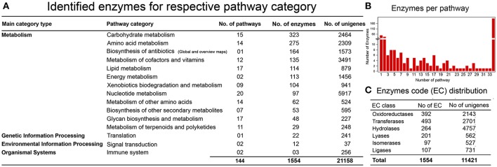 KEGG Pathway analysis. (A) Identification of genes encoding enzymes in 15 functional pathways among four main categories. (B) Distribution of enzymes per pathway, X-axis shows the number of pathways, while Y-axis represents the number of identified enzymes for each pathway. (C) Enzyme code distribution according to the enzyme class (EC) type.