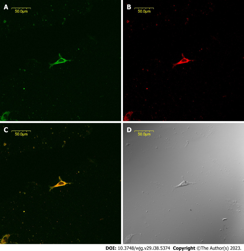 Expression of tyrosine kinase receptor and cholecystokinin-A receptors in common bile duct cultured cells determined by immunofluorescence. A: Interstitial Cajal-like cells (ICLCs) are tyrosine kinase receptor-positive (green); B: ICLCs express cholecystokinin-A receptors (red); C: Synthetic micrographs of A and B; D: Phase-contrast micrographs of A and B.