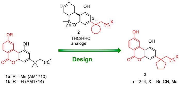 Design of chain substituted cannabilactones and structures of the first-generation analogs AM1710 and AM1714.