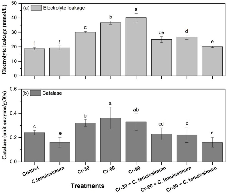 Bar charts showing (a) electrolyte leakage in millimoles per liter and (b) catalase activity in units per gram per thirty seconds across seven treatments: Control, C. tenuissimum, Cr-30, Cr-60, Cr-90, Cr-30 + C. tenuissimum, Cr-60 + C. tenuissimum, and Cr-90 + C. tenuissimum. Bars are labeled with significant differences indicated by letters.