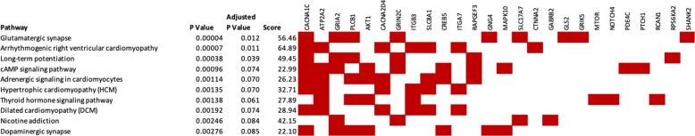 Genetic networks enriched within the hypomethylated or hypermethylated CpG sites identified in the cannabis-only users.Pathways from KEGG 2019. Genes shown by filled cells are hypomethylated in cannabis-only users and included in named pathway.