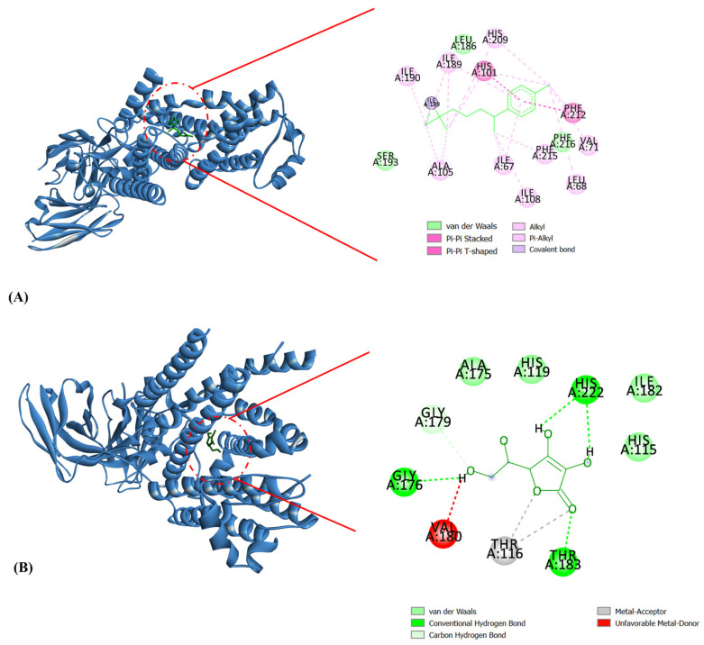 Molecular docking interactions of NOX2 with (A) α-curcumene and (B) L-ascorbic acid. The blue ribbon represents the NOX2 protein. α-Curcumene and L-ascorbic acid are shown as green sticks.