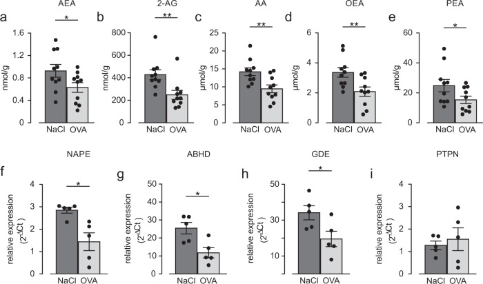 Endocannabinoids as well as expression levels of enzymes promoting AEA synthesis are reduced in lungs of OVA-sensitized mice.a–e Tissue levels of AEA (a), 2-Arachidonylglycerol (2-AG, b), AA (c), oleoylethanolamine (OEA, d), and palmitoylethanolamine (PEA, e) are reduced in OVA lungs of Balb/c mice (n = 10 independent animals). Unpaired two-tailed Student’s t test (AEA *p = 0.026; 2-AG **p = 0.0034; AA **p = 0.003; OEA **p = 0.005; PEA *p = 0.032). f–i Expression of N-acyl-phosphatidyl-ethanolamine phospholipase D (NAPE-PLD, f), a/b-hydrolase domain-containing protein (ABDH4, g), glycerophosphodiesterase 1 (GDE1, h) but not protein tyrosine phosphatase nonreceptor type 22 (PTPN22, i) is diminished in OVA-sensitized Balb/c mice (n = 5 independent animals), unpaired two-tailed Student’s t test (NAPE *p = 0.010; ABDH4 *p = 0.013; GDE *p = 0.037). All data are presented as mean values ± SEM. Source data are provided as a Source Data file.