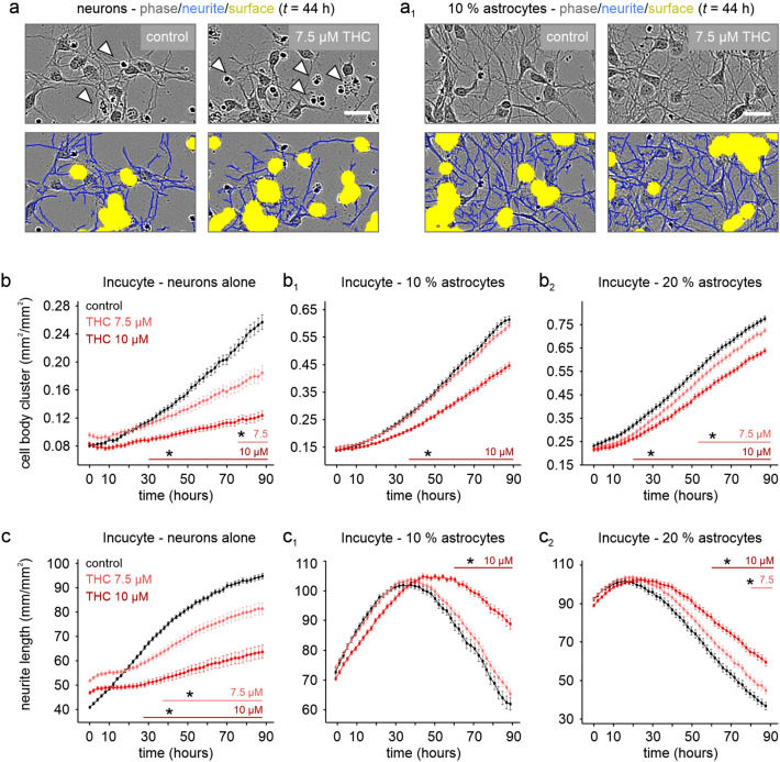 Astrocytes protect neurons from THC-induced cell death. a Phase contrast images at 44 h post THC application shows increased cell death (open arrows) and inhibition of growth/retraction of neurites (blue). Yellow denotes cell body area. a1 Low amounts of co-cultured astrocytes protect from cell death and neurite retraction. Note that the imaging software clusters cell bodies into large patches, inadvertently including some dead cells. In addition, neurite tracking loses resolution when high amounts of neurites are congregating into fiber bundles, as seen by a decrease in total neurite length after 30 h. b, c Live cell tracking of cell body clusters (b) and neurite outgrowth (c) without (b, c) and with co-cultured astrocytes (b1, b2, c1, c2). Scalebars = 25 µm (a, a1). +P ≤ 0.1, *P ≤ 0.05
