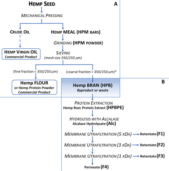 Simplified flow diagram of the (A) industrial processing of hemp seed for the production of the two commercial products, virgin oil and flour, and (B) experimental processing of the hemp bran (HPB) byproduct to produce the samples analyzed in the present work. Abbreviations in parentheses: Alc, HPBPE hydrolyzed by Alcalase; F1, Alc peptide fraction >5 kDa; F2, Alc peptide fraction from 3 to 5 kDa; F3, Alc peptide fraction from 1 to 3 kDa; F4, Alc peptide fraction <1 kDa; HPBPE, HPB protein extract; HPM, hemp meal. *The HPB used in the present work was produced by the company using a 350 μm mesh size.