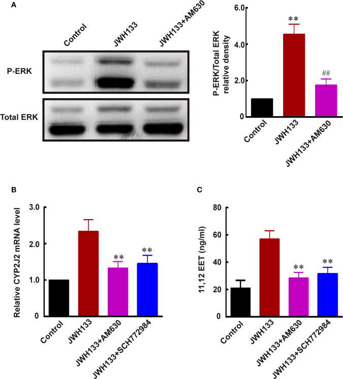 JWH133 promotes the expression of CYP2J2/11,12-EET of microglia by activating the ERK pathway. (A) Representative western blot images and quantitative data of p-ERK and total ERK of primary microglia in the Control, JWH133, and JWH133 + AM630 treatment groups. Data are presented as mean ± S.E.M, n = 5; **P < 0.01 indicates significant differences vs. Control; ##P < 0.01 indicates significant differences vs. JWH133 treatment (one-way ANOVA followed by Tukey’s post hoc test). (B) Relative CYP2J2 mRNA level (% of Control level) in the Control, JWH133, JWH133 + AM630, and JWH133 + SCH772984 treatment groups. Data are presented as mean ± S.E.M, n = 5; **P < 0.01 indicates significant differences vs. JWH133 treatment (one-way ANOVA followed by Tukey’s post hoc test). (C) 11,12-EET content (ng/ml) in the Control, JWH133, JWH133 + AM630, and JWH133 + SCH772984 treatment groups. Data are presented as mean ± S.E.M, n = 5; **P < 0.01 indicates significant differences vs. JWH133 treatment (one-way ANOVA followed by Tukey’s post hoc test).