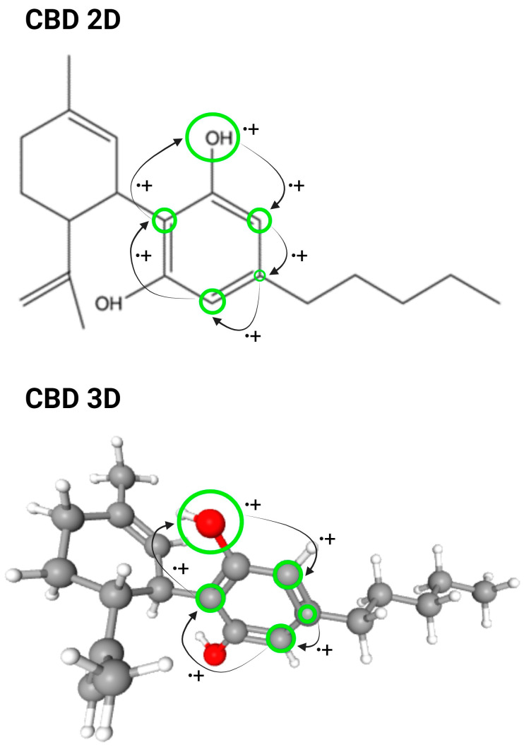 CBD structure. Carbons atoms are represented in grey, Oxygen atoms in red and Hydrogen atoms in white. The arrangement of the cation-free radicals in CBD is illustrated through green circles, and the arrows indicate the resonance of electrons within the molecule in both 2D and 3D images. These sites on ether and alkyl moieties and in the benzene ring are potentially responsible for the antioxidant properties of CBD [27,28,32].