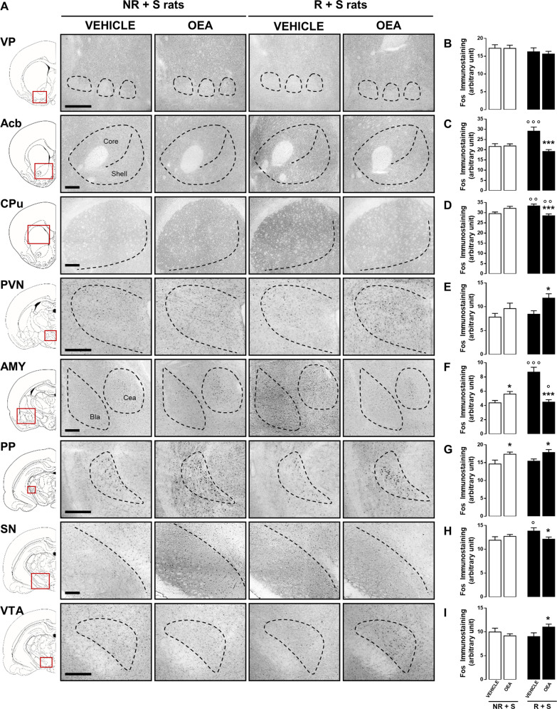 OEA treatment affected the brain pattern of c-Fos expression in bingeing rats.Representative photomicrographs (scale bar = 500 μm, a) showing c-Fos immunostaining within the ventral pallidum (VP), nucleus accumbens (Acb), caudate putamen (CPu), paraventricular nucleus (PVN), amygdala (AMY), pedunculopontine nucleus (PP), substantia nigra (SN), and ventral tegmental area (VTA) in brain slices collected from both NR + S (non restricted + stressed) and R + S (restricted + stressed) rats treated with either vehicle (veh) or OEA (10 mg kg−1, i.p.) and sacrificed 120 min after treatment. Semiquantitative densitometric analysis of c-Fos expression within the VP (b), Acb (c), CPu (d), PVN (e), AMY (f), PP (g), SN (h), and VTA (i) of NR + S and R + S rats treated with either veh or OEA (10 mg kg−1, i.p.) and sacrificed 120 min after treatment. Data are expressed as mean ± SEM. *P < 0.05; ***P < 0.001 vs veh in the same diet regimen group; °P < 0.05; °°P < 0.01; °°°P < 0.001 vs NR + S in the same treatment group (Tukey’s post hoc test, N = 3).