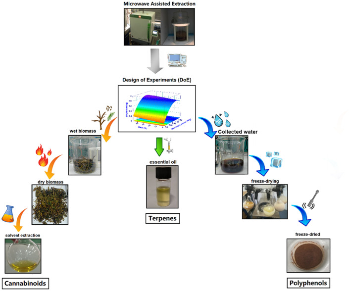 Graphical representation of the three products obtained after MAE (i.e. essential oil, aqueous residue and residual deterpenated biomass).
