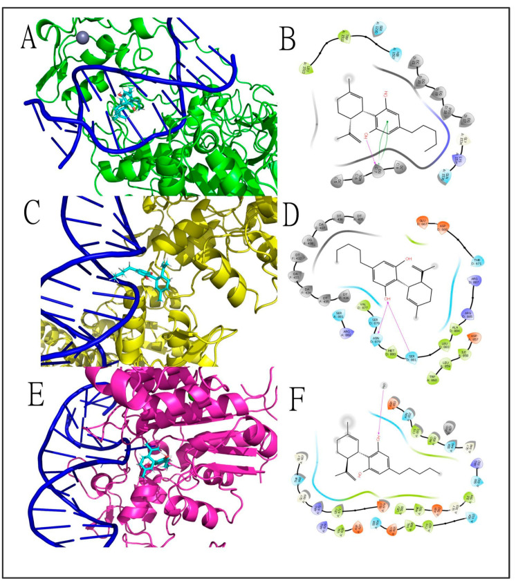 The 3D ((A,C,E) in left panels) and 2D ((B,D,F) in right panels) intermolecular interactions among cannabidiol and DNMT targets. Cannabidiol docked in (A,B) DNMT1 with a docking score of −6.230 kcal mol−1 and LE: −0.271 for the best conformer and made hydrogen bonds (magenta arrow lines) and π–π stacking interactions (green curved lines) with nucleotides of DNA double-helix; in (C,D), DNMT3a (docking score −5.684 kcal mol−1, LE: −0.247) made hydrogen bonds (magenta arrow lines) with amino acid residues of the binding site of the protein; and in (E,F) DNMT3b (docking score −2.897 kcal mol−1, LE: −0.126) made a single hydrogen bond (magenta arrow lines) with a solvation water molecule around the protein–DNA complex. In all three protein targets, CBD made a net of hydrophobic and polar interactions with amino acid residues, represented by green and blue drop-shapes, respectively. Cannabidiol was represented in Licorice model with carbon atoms represented in cyan, oxygens in red and hydrogens in white. Proteins and DNA helix were represented in Newcartoon model with carbon atoms of DNMT1 represented in green, DNMT3a in yellow and DNMT3b in deep salmon. DNA double helix was represented in dark blue. The 2D diagrams were built at the Maestro, Schrodinger suite, and 3D diagrams were generated with the Pymol software. Abbreviations: CBD—cannabidiol; DNMTs—DNA methyltransferases; LE—ligand efficiency.