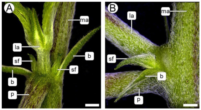 Phytomer organization (stereomicroscopy, SM). (A) Frontal view of a phytomer. (B) Lateral view of a phytomer. Abbreviations: b, bract; la, lateral axis; ma, main axis; p, petiole; sf, solitary flower. Scales: (A,B) = 1 mm.