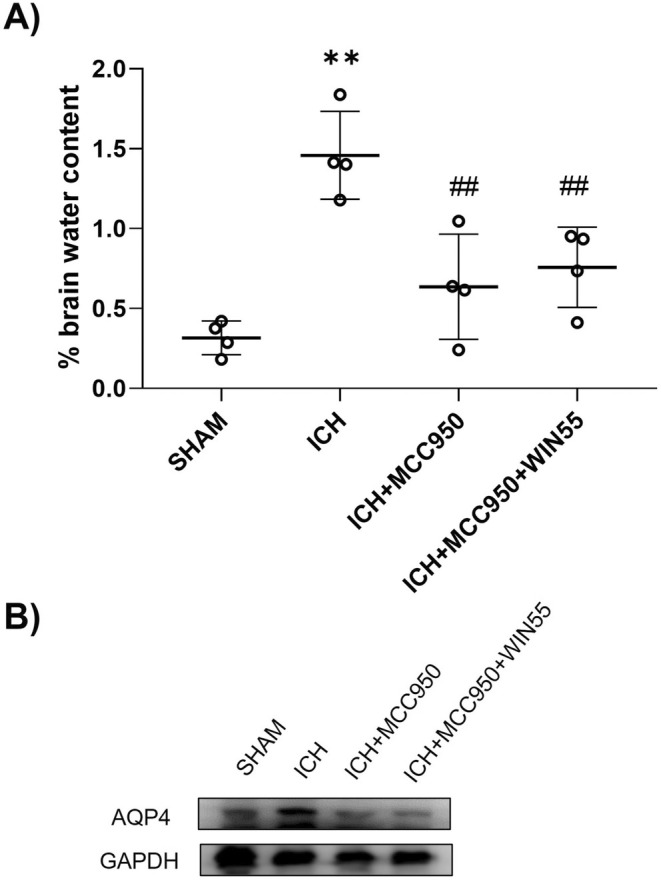 (A) Brain water content in animals after ICH treated with MCC950 or MCC950 plus WIN55 (n = 4). (B) Representative western blot image of AQP4 (39 kDa) and GAPDH (37 kDa). Results are means ± standard deviation. **p < 0.01, vs. the SHAM group; ##p < 0.01 vs. the ICH group.