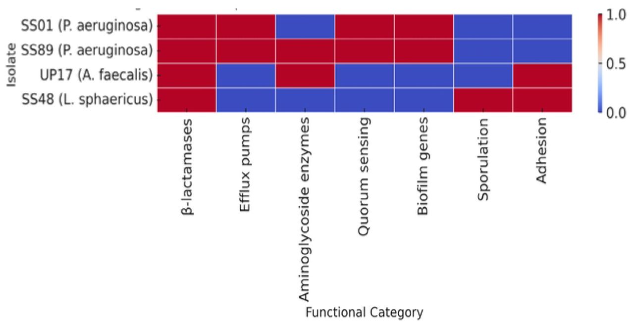 Heatmap of antimicrobial resistance and virulence determinants identified in bacterial isolates from hospital infections in Tanzania.Red colour shows presence of the resistant genes while blue colour show absence of the respective genesFigure 1 presents heatmap which illustrate the distribution of major antimicrobial resistance (AMR) and virulence-associated genes across four clinical isolates: Pseudomonas aeruginosa (SSOI and SS89), Alcaligenes faecalis (UP17), and Lysinibacillus sphaericus (SS48). Each cell indicates the presence (red) or absence (blue) of gene categories predicted from whole-genome sequences using AMRFinderPlus, the Comprehensive Antibiotic Resistance Database (CARD) via the Resistance Gene Identifier (RGI) tool, and the Virulence Factor Database (VFDB).
