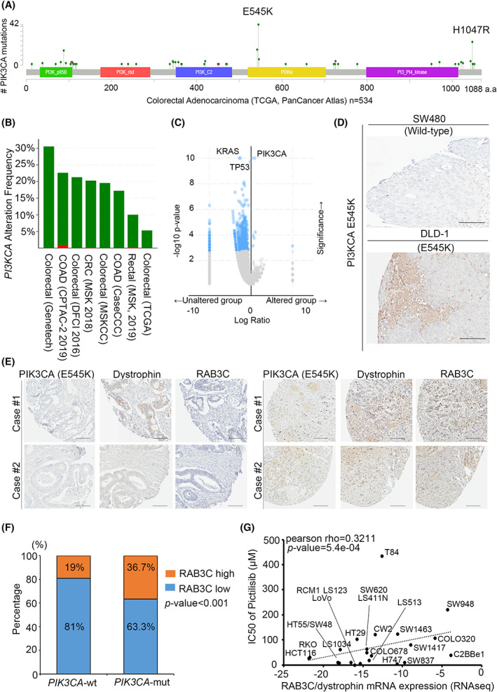 RAB3C expression level is correlated with genetic events of PIK3CA/KRAS in CRC patients. (A) Protein domains of PIK3CA and its mutation sites in colorectal adenocarcinoma patients from TCGA clinical cohort (n = 534) from GEPIA. (B) Bar graph showing frequency of PIK3CA alterations in various clinical cohorts. Green: gene mutation. Red: amplification. (C) Ranking of genetic modification events in colon cancer cohorts. (D) Representative image of PIK3CA E545K mutant protein staining results in colon cancer cells. (E) Representative image of dystrophin/RAB3C/PIK3CA E545‐protein‐staining results in clinical specimens. (F) Percentage of RAB3C‐expression levels in PIK3CA wildtype and mutant groups, respectively (wt: PIK3CA gene is wildtype; mut: PIK3CA gene mutation). (G) Correlation plot of IC50 of pictilisib with RAB3C/dystrophin mRNA expression levels in colon cancer cell lines. Scale bar: 300 μm. All experiments were performed with at least three biological duplicates (n = 3) for each group, in triplicate.