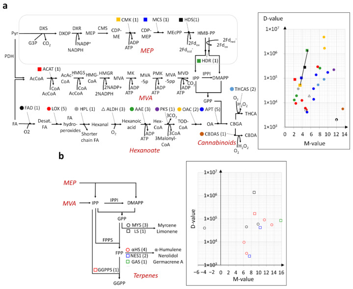 Distinct mode of transcriptional regulation for secondary metabolite biosynthetic pathways. (a) M-D plot of DEGs (trichomes versus stem tissue) in the MEP, MVA, hexanoate, and cannabinoid pathways, with corresponding enzyme names being similarly color-coded in the pathway schematic on the left. The numbers inside brackets indicate the numbers of DEGs. Note that the black arrow in the M-D plot illustrates the increasing gene regulation at the end of the MEP pathway. (b) Similar M-D plot and corresponding enzyme names in the context of the terpene biosynthetic pathways. Refer to Table S8 for corresponding gene IDs of enzymes. Enzyme abbreviations for MEP pathway (left to right): DXS (DOXP synthase); DXR (DXP reductoisomerase); CMS (2-C-methyl-d-erythritol 4-phosphate cytidylyltransferase); CMK (4-diphosphocytidyl-2-C-methyl-d-erythritol kinase); MCS (2-C-methyl-d-erythritol 2,4-cyclodiphosphate synthase); HDS (HMB-PP synthase); HDR (HMB-PP reductase), MVA pathway (left to right): ACAT (acetyl-coenzyme A acetyltransferase); HMGS (HMG-CoA synthase); HMGR (HMG-CoA reductase); MK (mevalonate-5-kinase); PMK (phosphomevalonate kinase); MVD (mevalonate-5-pyrophosphate decarboxylase); IPPI (isopentenyl diphosphate isomerase); GPPS (GPP synthase), Hexanoate pathway (left to right): FAD (fatty acid desaturase); LOX (lipoxygenase); HPL (hydroperoxide lyase); ALDH (aldehyde dehydrogenase); AAE (acyl activating enzyme); PKS (polyketide synthase); OAC (olivetolic acid cyclase), Cannabinoid pathway: APT (aromatic prenyl transferase); THCAS (THCA synthase); CBDAS (CBDA synthase), Terpene pathway (top to bottom): MYS (myrcene synthase); LS (limonene synthase); FPPS (Farnesyl diphosphate synthase); αHS (α-humulene synthase); NES1 (nerolidol synthase); GAS (Germacrene A synthase); GGPPS (geranylgeranyl diphosphate synthase). Metabolite abbreviations in numeric and alphabetical order: AcCoA (Acetyl co-enzyme A); AcAcCoA (Acetoacetyl CoA); ADP (adenosine diphosphate); ATP (adenosine triphosphate); CBDA (cannabidiolic acid); CBGA (cannabigerolic acid); CDP-ME (4-diphosphocytidyl-2-C-methylerythritol); CDP-MEP (4-diphosphocytidyl-2-C-methyl-d-erythritol 2-phosphate); CoA (coenzyme A); DMAP (Dimethylallyl pyrophosphate); DXOP (deoxyxylulose 5-phosphate); FA (fatty acids); Fdox (oxidized ferredoxin); Fdred- (reduced ferredoxin); FPP (Farnesyl diphosphate); G3P (glyceraldehyde-3-phosphate); GGPP (geranylgeranyl diphosphate); GPP (geranyl diphosphate); Hex-CoA (hexanoyl-CoA); HMB-PP ([E]-4-Hydroxy-3-methyl-but-2-enyl pyrophosphate); HMG-CoA (3-hydroxy-3-methylglutaryl-CoA); IPP (isopentenyl diphosphate); MEcPP (2-C-methyl-d-erythritol 2,4-cyclodiphosphate); MEP (2-C-methyl-d-erythritol 4-phosphate); MVA (mevalonate); MVA-5p (mevalonate-5-phosphate); MVA-5p (mevalonate-5-diphosphate); NADP+ (Nicotinamide adenine dinucleotide phosphate); NADPH (reduced nicotinamide adenine dinucleotide phosphate); OA (olivetolic acid); Pyr (pyruvate); TOD-CoA (trans octadecenoyl CoA); THCA (tetrahydrocannabinolic acid).