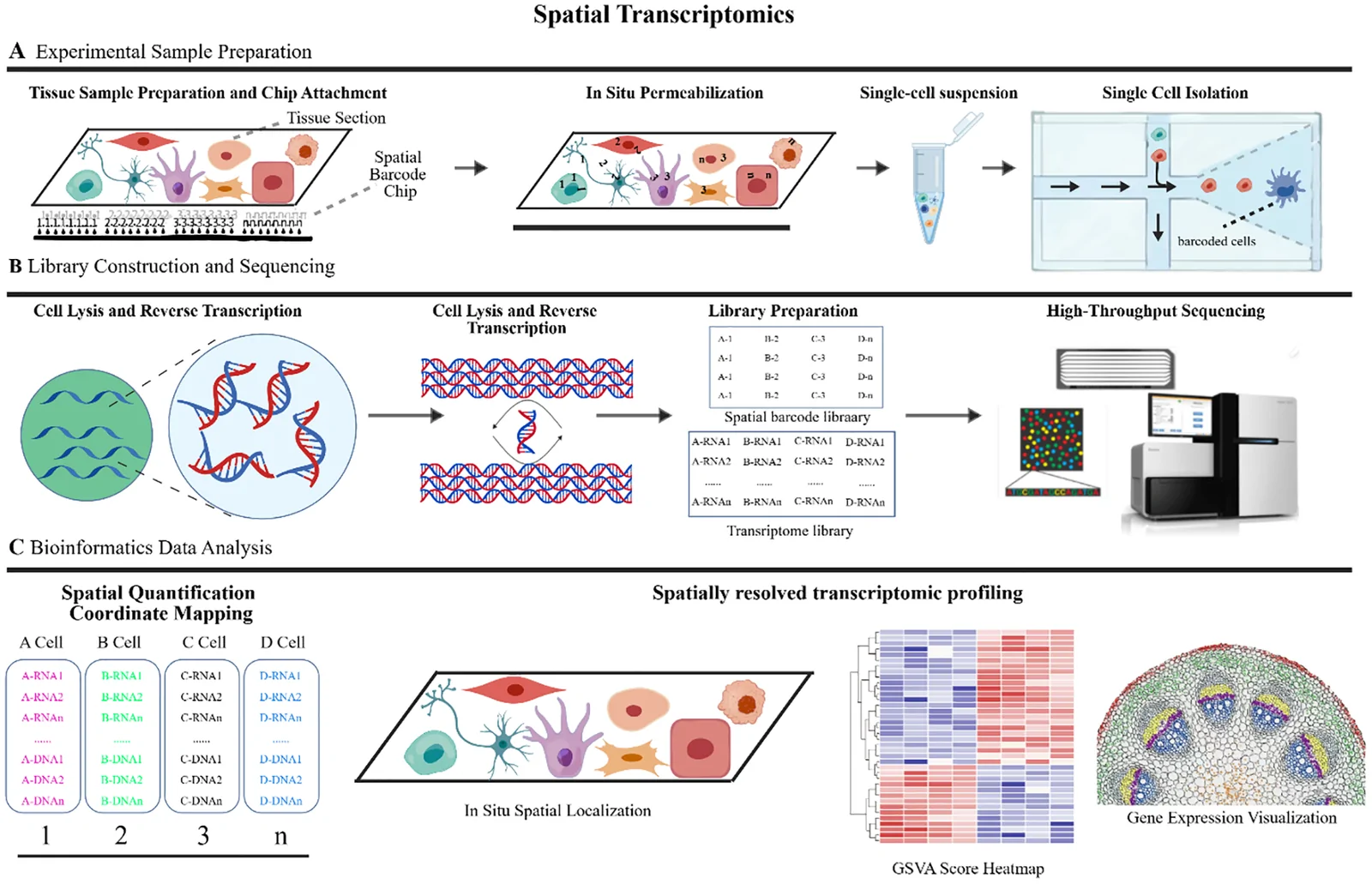 Workflow diagram of spatial transcriptomics, divided into three sections: A shows experimental sample preparation with tissue sample attachment, permeabilization, single-cell suspension, and isolation; B illustrates library construction, sequencing, and spatial barcode assignment; C depicts data analysis with spatial quantification, heatmap of gene expression, and visualization of spatial localization in tissue.
