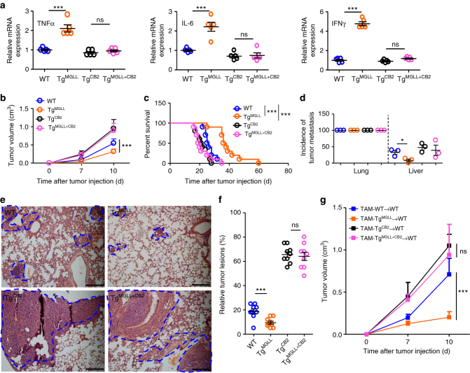 MGLL-CB2 axis regulates tumor progression in mice. a Relative mRNA levels of TNFα, IL-6 and IFNγ in the CD8+ T cells in the MC-38 tumors inoculated subcutaneously in WT, TgMGLL, TgCB2, and TgMGLL+CB2 mice. The data represent the means ± s.e.ms. (n = 5, ***P < 0.005, Student’s t-test; ns not significant). b Six-week-old WT, TgMGLL, TgCB2, and TgMGLL+CB2 mice were subcutaneously inoculated with MC-38 cells, and the tumor volume was measured dynamically. This experiment was repeated three times. The data represent the means ± s.e.ms. (n = 10, **P < 0.01, ***P < 0.005, Student’s t-test). c The survival time of the MC-38 tumor-bearing mice. The mice were described in b. The data represent the means ± s.e.ms. (n = 10, **P < 0.01, ***P < 0.005, Gehan-Breslow-Wilcoxon test). d The incidence of tumor metastasis in MC-38 tumor model. Six-week-old WT, TgMGLL, TgCB2, and TgMGLL+CB2 mice were intravenously injected with MC-38 cells via the tail vein, and the metastases in the lungs and livers were checked 3 weeks later. This experiment was repeated three times. The data represent the means ± s.e.ms. (n = 6~10, *P < 0.05, Student’s t-test). e H&E staining of the lungs from the MC-38 tumor-bearing WT, TgMGLL, TgCB2, and TgMGLL+CB2 mice as described in d.The blue dotted lines indicate the tumor lesions. Scale bars, 200 μm. f Relative tumor lesions were calculated. The data represent the means ± s.e.ms. (n = 9, ***P < 0.005, Student’s t-test). g Volume of tumors from WT mice implanted with MC-38 cells admixed 2:1 with macrophages isolated from corresponding tumors grown in WT, TgMGLL, TgCB2 or TgMGLL+CB2 mice. The data represent the means ± s.e.ms (n = 5, ***P < 0.005, Student’s t-test; ns not significant)