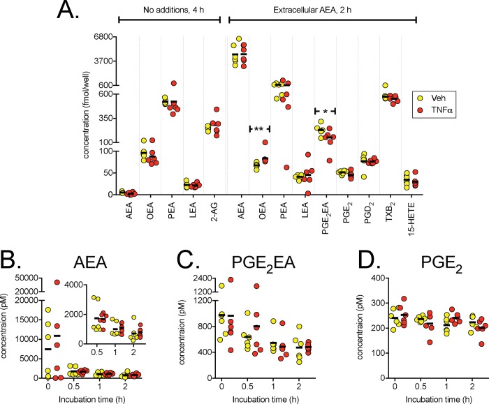 N-acylethanolamine, 2-AG and oxylipin levels in TNFα-treated DU145 cells.Panel A, levels of lipids extracted from DU145 cells after treatment with vehicle or TNFα. AEA (100 nM) was added to the medium for the samples indicated as “Extracellular AEA”. Individual data points are shown, with the bars indicating the mean values. *P = 0.046, **P = 0.0022, two-tailed exact permutation test, otherwise P>0.05. At a 5% false discovery rate [40], the critical P value is 0.0036. Panels B-D show lipid concentrations in aliquots of the medium after addition of AEA taken at different times after incubation with vehicle or TNFα. The statistical treatment of the data for PGE2EA and PGE2 is given in Table 4. For AEA, the very large difference in variance between the first and the subsequent time points is an issue, but analysis of the log-transformed data for the 0.5, 1 and 2 h time points (shown with a smaller scale in the insert to Panel B) gave P values of time <0.0001, TNFα 0.47, interaction 0.76, with acceptable residual plots.