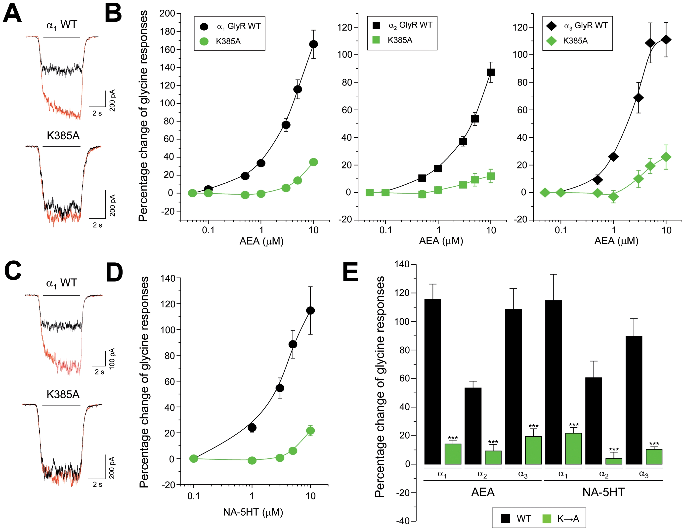 A conserved intracellular lysine residue determines the positive allosteric modulation by neutral ECs on GlyRs.(A) Examples of current traces through wild-type α1 GlyRs and K385A mutated GlyRs in absence (black) or presence of AEA (5 µM, red) (B) Sensitivity to AEA of the normalized glycine-activated currents in wild-type and K385A-mutated GlyRs. The intracellular mutation effectively attenuated the AEA-induced modulation of the three GlyR subunits. (C) Glycine-activated current traces from wild-type or K385A-mutated α1 GlyRs before (black) and during the application of NA-5HT (5 µM, red) (D) Concentration-response curves for NA-5HT obtained from wild-type and K385-mutated α1 GlyRs (E) Summary of the allosteric effects elicited by AEA and NA-5HT in wild-type and K385A-mutated GlyRs. The current potentiation was significantly attenuated by the intracellular mutation. ***, P<0.001 between each wild-type GlyR and its corresponding K385A mutant.