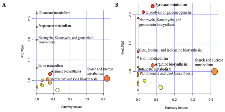 MetaboAnalyst6.0 was used to do the analysis, which was based on the Capra hicus KEGG Pathway analysis summary plots using goat feces from Bermudagrass (A) and Sunn Hemp (B) groups. Both plots show the top 15 pathways for Bermudagrass and the top 17 pathways for Sunn Hemp.