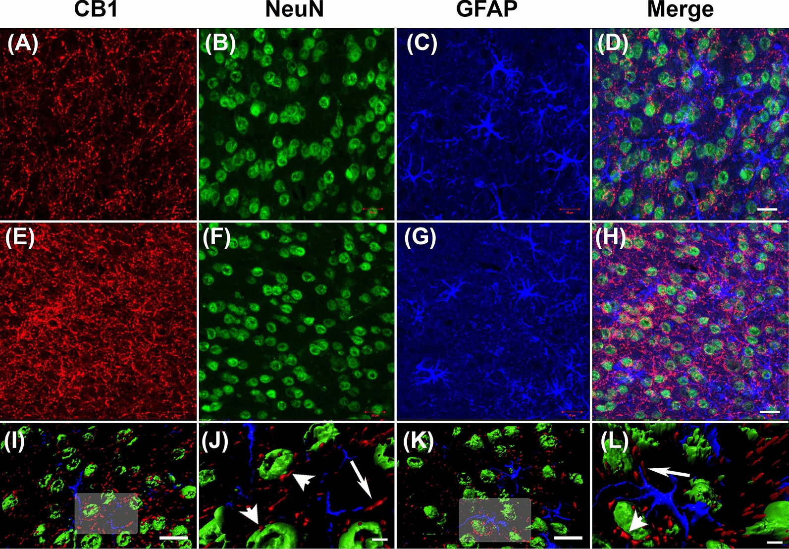 Photomicrographs of cannabinoid receptor 1 (CB1) expression in neurons and astrocytes. Confocal microscopy images of cortical brain sections triple labelled for CB1 (red), NeuN (green) and GFAP (blue) in WT (a–d, i and j) and α-DB KO mice (d–h, k and l). 3D reconstruction of confocal images (i–l) shows direct contact between CB1-positive staining and NeuN-positive cells (arrow heads), while little to no colocalization is noted between CB1 and GFAP (arrows). Images in j and l are magnifications of shaded areas in i and k. Scale bar d, h, i and k = 20 μm, j and l = 5 μm