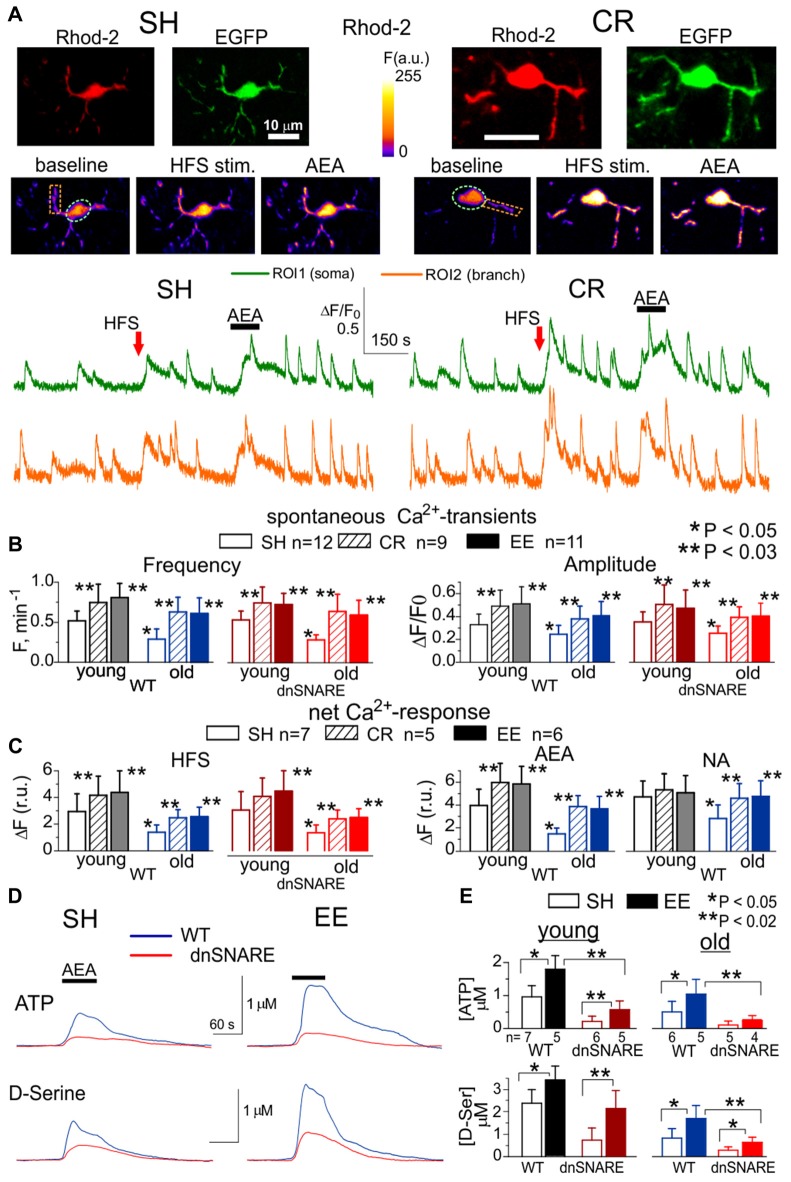 Age- and experience-related changes in the adrenergic Ca2+ signaling and release of gliotransmitters in the neocortex. Astroglial Ca2+ -signaling (A–C) and release of ATP and D-Serine were evaluated in the neocortex of 2–5 month-old (young) and 14–18 month-old mice (old) as described previously in Lalo et al. (2014a), Rasooli-Nejad et al. (2014) and Pankratov and Lalo (2015). The dnSNARE mice and their wild-type (WT) littermates were kept either in standard housing (SH) or exposed to environmental enrichment (EE) or caloric restriction (CR) as described in the text. (A) Representative multi-photon images of EGFP fluorescence and presudo-color images of Rhod-2 fluorescence recorded in the astrocytes of old dn-SNARE mouse before and after the 100 ms-long episode of high-frequency stimulation (HFS) of cortical afferents and application of CB1 receptor agonist anandamide (AEA). Graphs below show the time course of Rhod-2 fluorescence averaged over regions indicated in the fluorescent images. Note the increase in the spontaneous in the Ca2+ -elevations and responses to HFS and application of AEA. (B) The pooled data on peak amplitude and frequency of the baseline spontaneous Ca2+- transients recorded in astrocytes of WT and dn-SNARE mice of different age and treatment groups. Number and size of spontaneous events were pooled for the whole cell image. (C) The pooled data on the net responses to the HFS and application of AEA (500 nM) and noradrenaline (NA, 1 μM). Net response was evaluated as an integral Ca2+-signal measured within 3 min after stimulation, averaged over the whole cell image and normalized to the baseline integral Ca2+ signal. Data in the panels (B,C) shown as mean ± SD for the number of cells indicated. Note the lack of the difference in the Ca2+-signaling in the WT and dnSNARE mice. Asterisks (*,**) indicate statistical significance of the effect of EE- or CR-treatment (as compared to SH) and difference between the old and young mice of the same treatment group. (D,E) AEA-activated release of ATP and D-Serine in the neocortical slices of SH and EE mice was detected using microelectrode sensors as described previously (Lalo et al., 2014a,b; Rasooli-Nejad et al., 2014). (E) The representative responses of cortical slices of the old WT and dn-SNARE mice to the application of 500 nM AEA were recorded using microelectrode sensors to ATP and D-Serine placed in the layer II/III. The data are shown as an elevation relative to the resting concentration. (E) The pooled data on the peak magnitude of ATP- and D-Serine transients evoked by application of AEA; data shown as mean ± SD for number of experiments indicated. Asterisks (*,**) indicate statistical significance of difference in the magnitude of ATP- and D-serine responses between WT and dn-SNARE mice (unpaired t-test) and SH- and EE-mice of similar genotype. The significant reduction in the AEA-evoked responses in the cortical slices from dn-SNARE mice strongly supports the vesicular mechanism of ATP and D-Serine release from astrocytes. Note the decrease in the ATP- and D-Serine transients in the old mice and EE-induced increase.