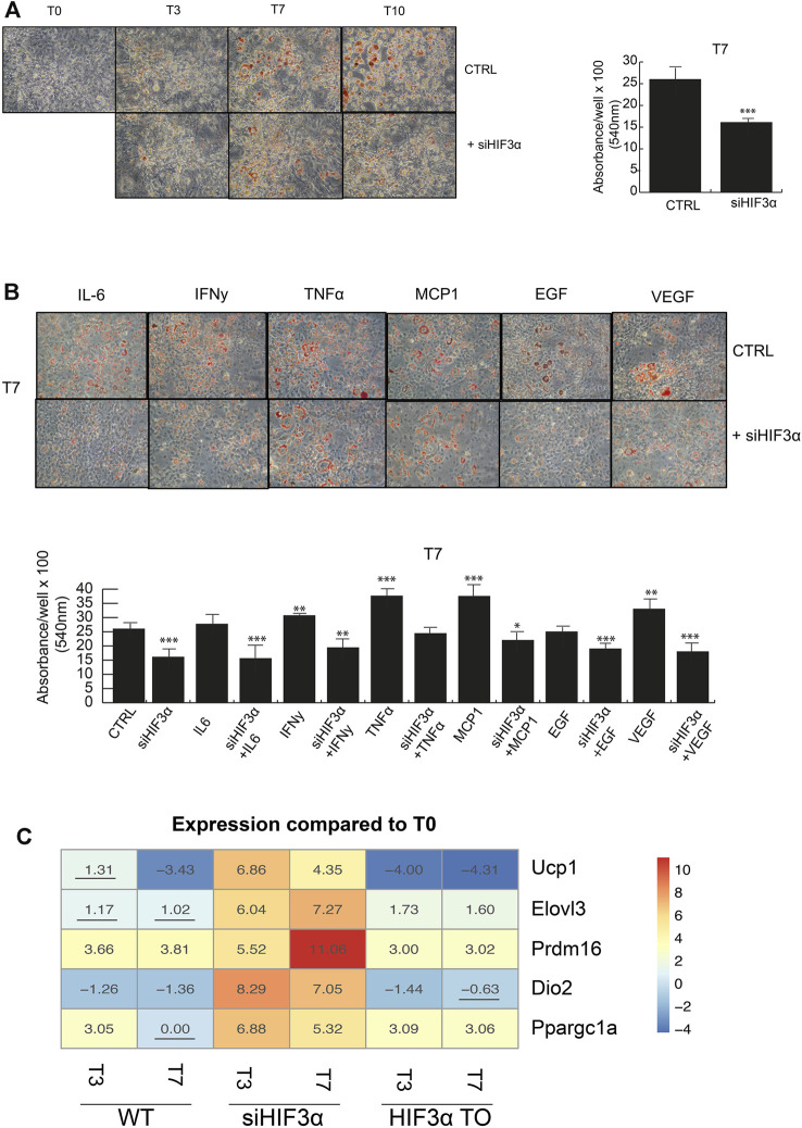 Hif3α inhibition redirects adipocyte differentiation toward BAT phenotype (A,B) 3T3-L1 cells were plated and transfected with siHif3α, and exposed to pro-inflammatory cytokines and differentiation medium until the appearance of mature adipocytes (T0 to T10). Representative Oil Red O-staining by light microscopy in our experimental condition. Quantification of Oil Red O-staining at 540 nm (n = 3) using a TECAN robotic station in mature adipocytes at day 7. ***p ≤ 0.001, **p ≤ 0.01, *p ≤ 0.05 vs. control. (C) Analysis of BAT gene regulation (Ucp1, Elovl3, Prdm16, Dio2, Ppargc1a) in WT, siHif3α and HIF3ATO adipocytes. Heatmap represents expression profile of BAT genes differentially expressed across the different experimental conditions. Values represent the means of the fold change vs. T0WT (n = 3). T0WT is calculated as 1, thus >1 means upregulation, <1 means downregulation. All values are significant (p ≤ 0.01) except those underlined.