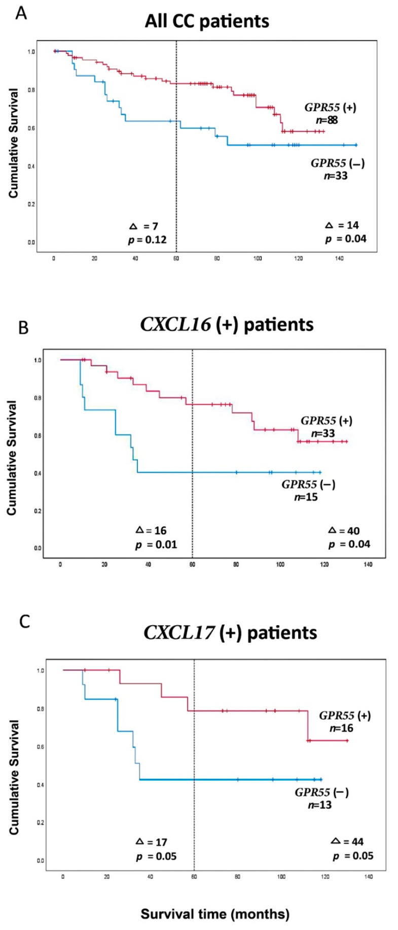 (A) Kaplan–Meier cumulative survival curves for all 121 CC patients. Each patient is represented by the lymph node with the lowest GPR55 mRNA value. The cutoff level between the two groups was 0.1365 GPR55 mRNA copies/18S rRNA unit. (B) Kaplan–Meier cumulative survival curves for GPR55(−) and GPR55(+) patients. Analysis is restricted to patients with CXCL16 mRNA levels in their highest lymph node > 7.2 mRNA copies/18S rRNA unit. The cutoff level between the two groups was 0.1365 GPR55 mRNA copies/18S rRNA unit. The number of patients was 48. (C) Kaplan–Meier cumulative survival curves for GPR55(−) and GPR55(+) patients. Analysis is restricted to patients with CXCL17 mRNA levels in their highest lymph node > 0.0014 mRNA copies/18S rRNA unit. The cutoff level between the two groups was 0.1365 GPR55 mRNA copies/18S rRNA unit. The number of patients was 29. Patients were followed for 12 years. Differences in disease-free survival time after surgery between the two groups are given as a ∆-value in months and statistical significance as p-values; n = number of patients in the respective group.