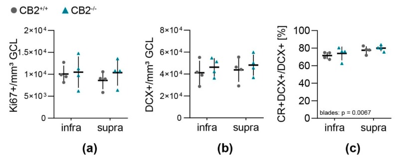 Quantification of neural progenitor cell populations and proliferation in the dentate gyrus of wildtype and CB2-deficient mice. The number of cells positive for Ki67 (a) and DCX (b) per sample volume (GCL and SGZ) in the infra- and suprapyramidal blade of the dentate gyrus in CB2+/+ (circle) and CB2−/− (triangle). (c) Percentage of post-mitotic DCX+/CR+ immature neurons from total amount of DCX+ cells in the infra- and suprapyramidal blade of the dentate gyrus in both genotypes. Each n represents one animal. CB2+/+, n = 4, CB2−/−, n = 4. Mean ± SD.
