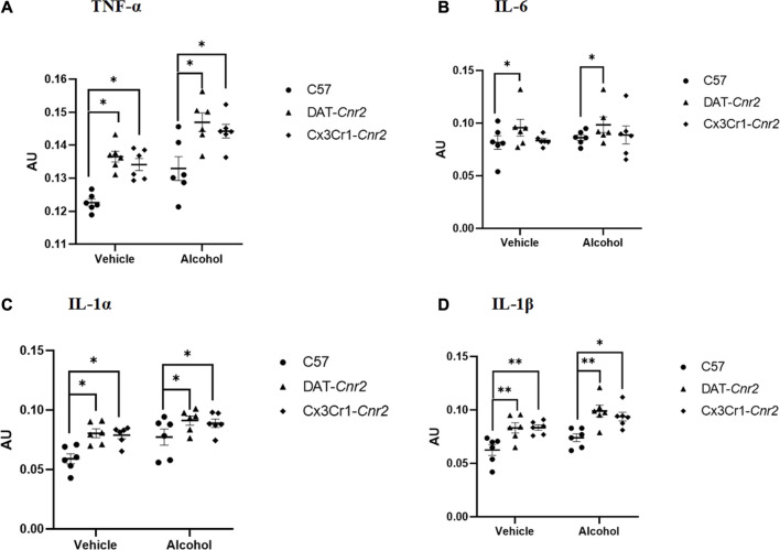 Measures of the levels of proinflammatory cytokines TNF-α (A), IL-6 (B), IL-1α (C) and IL-1β (D) in the hippocampus of mice (WT, DAT-Cnr2, Cx3Cr1-Cnr2) after seven consecutive days of sub-acute treatment with vehicle or alcohol (0.8 g/kg). Statistical analysis was done using Two-way ANOVA followed by Tukey’s multiple comparisons test. Values are mean ± SEM (n = 4 in each group). **p < 0.01, *p < 0.05. AU – absorbance unit.