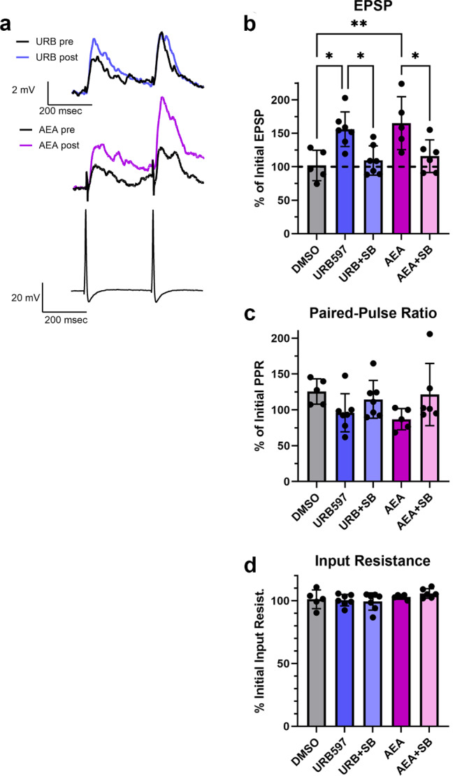 Pharmacological inhibition of FAAH mimics the effects of AEA on synaptic transmission. (a) Sample recordings of paired EPSPs in AP cells before and after 1 µM URB597 (top traces) or 1 µM AEA (middle traces). Bottom traces are a recording of the presynaptic P cell action potentials. (b) Both URB597 and AEA produced significant potentiation that was not observed in the vehicle control experiments (DMSO). Furthermore, the TRPV inhibitor SB366791 (10 µM) blocked potentiation in elicited by URB597 or AEA. (c) No changes in paired-pulse facilitation ratio (PPR) were observed in any of the experimental groups. (d) No changes in input resistance were observed in any of the experimental groups