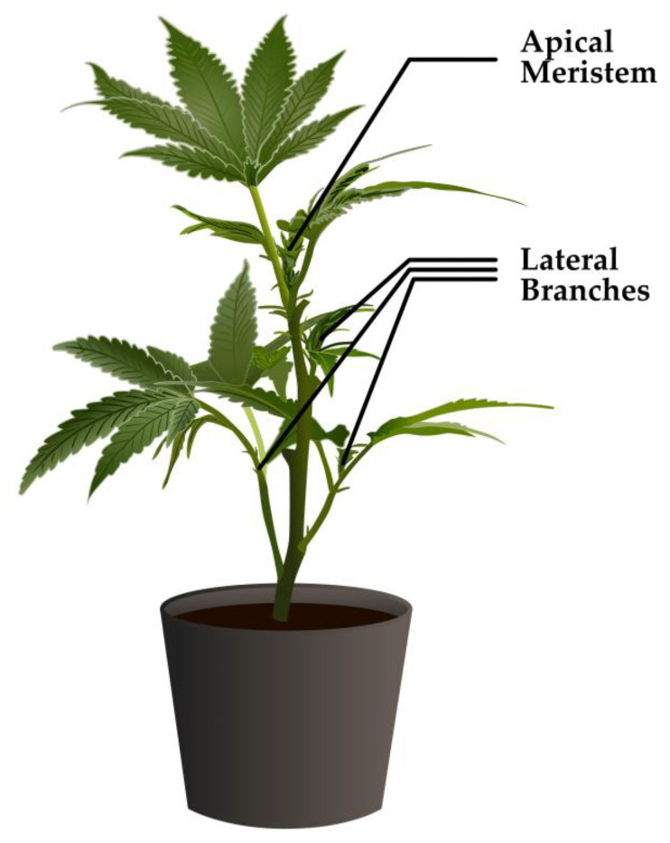 Schematic diagram of a typical young cannabis seedling showing the position of the apical meristem and lateral branches. In this experiment, the apical meristem was removed and four lateral branches retained.