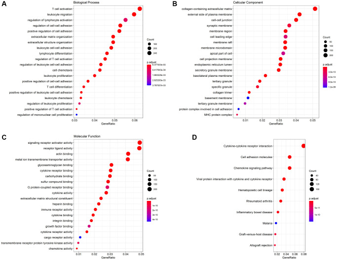GO function analysis and KEGG pathway analysis. (A) Biological Process (BP), (B) Cellular Component (CC), (C) Molecular Function (MF), (D) KEGG pathway.
