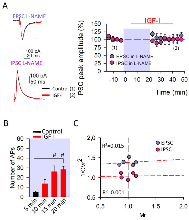 Synthesis of nitric oxide is required to induce synaptic plasticity at both excitatory and inhibitory synapses. (A) Left, Representative EPSC (at −60 mV) and IPSC (at 0 mV) recorded from layer II/III pyramidal neurons before (black traces (1)) and after IGF-I application (red traces (2)) in the presence of the nitric oxide synthase inhibitor L-NAME (50 µM). Right, Time course of IGF-I effects on EPSCs (purple circles; L-NAME vs. L-NAME + IGF-I, n = 5, p = 0.151) and IPSCs (pink circles; L-NAME vs. L-NAME + IGF-I, n = 5, p = 0.956) in the presence of L-NAME. IGF-I was applied for 35 min, after the recording of a 5-min stable baseline. L-NAME was applied through the recording pipette to inhibit postsynaptic nitric oxide synthases. (B) Number of action potentials during the baseline (control, black bar) and after 5, 10, and 15 min of starting IGF-I application (red bars; L-NAME vs. L-NAME + IGF-I, n = 5, # p < 0.05 for 15 and 20 min). (C) Plots of variance (1/CVr2) as a function of normalized mean peak EPSC (purple circles; n = 5 same A) or ISPC (pink circles; n = 5 same A) amplitude values (Mr) obtained 30 min after IGF-I application, when 50 µM L-NAME was applied through the recording pipette.