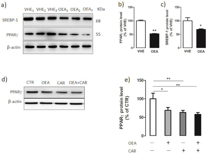 Hepatic PPARγ and SREBP-1 protein expression. (a) Hepatic proteins from VEH- and OEA-treated rats were subjected to SDS-page electrophoresis. Membranes were then subjected to immunoblotting using specific antibodies for sterol regulatory binding protein-1 (SREBP-1) and peroxisome proliferator-activated receptor γ (PPARγ). (b,c) Signals were quantified by densitometric analysis and expressed as percent of the vehicle (VHE). (d,e) PPARγ expression in HLF cells treated for 2 h with 10 µM OEA, 5 µM Carmofur (CAR) and OEA + Carmofur. β-actin was used as the loading control. Blot signals were quantified by densitometric analysis and reported as % of control (CTR) which was represented by cells without any treatment. Values are the mean ± SEM of five different experiments. * p < 0.05; ** p < 0.005.