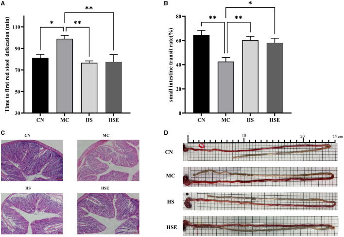 Effects of hemp seeds treatment on intestinal transit and protective effects on colonic tissue in mice with constipation (A) Time to discharge of the first red fecal pellet (B) Small intestinal transit rate (C) HE staining in the colon of mice, and (D) Image of assay on small intestinal transit rate (each cell in the picture is 0.5 cm long). Results are provided as mean ± SEM (n = 5–6) *P < 0.05 and **P < 0.01 compared with constipation group.