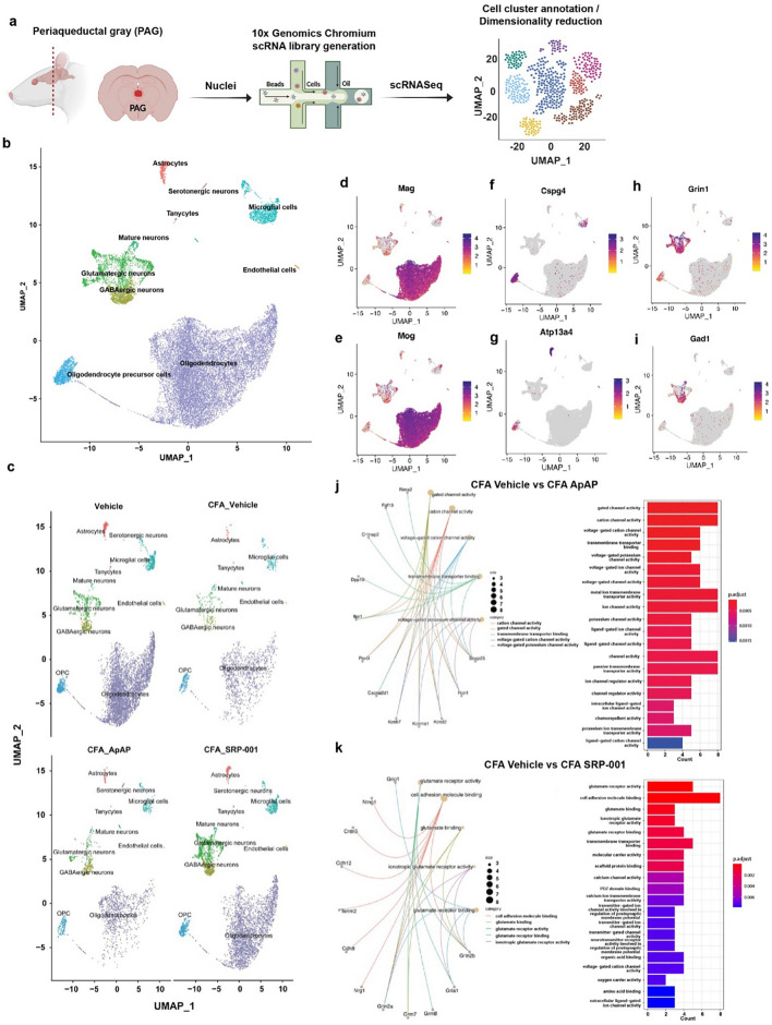 Single-cell transcriptomics of midbrain periaqueductal gray (PAG) cells in CFA-induced chronic inflammatory pain model. (a) Overview of single-cell RNA sequencing (scRNA-seq) experimental design to define the mechanism of action (MOA) of ApAP and SRP-001. The periaqueductal gray (PAG) midbrain region was dissected to isolate cell nuclei for sequencing library generation using the 10 × Genomics Chromium platform. Single cell data was embedded after dimensionality reduction using uniform manifold approximation and projection (UMAP). Cell clusters were annotated, followed by differential gene expression analysis. (b) UMAP plots showing the distribution of annotated cell clusters color-coded by each cluster – astrocytes, excitatory neurons, inhibitory interneurons, oligodendrocytes, oligodendrocyte precursor cells (OPC), and microglia, from the aggregated clusters of all the 4 samples. (c) UMAP plots showing the distribution of annotated cell clusters generated by the workflow of Seurat across 4 different samples – Vehicle, CFA_Veh, CFA_ApAP, and CFA_SRP-001, respectively. (d–i) Marker gene feature plots showing selected distinctive marker genes used for cell annotation of single cell clusters into 6 different cellular subpopulations. (d,e) Oligodendrocytes (f), Astrocytes (g) OPC (h) Glutamatergic neurons i GABAergic neurons. (j–k) GO enrichment analysis results for top 50 differentially expressed genes between CFA_Vehicle and CFA_ApAP, and between CFA_Vehicle and CFA_SRP-001 – gene concept network showing the linkage between the DE genes and GO terms, and Barplot of the enriched GO terms from the selected genes.
